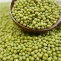 Green mung bean sprout with good manufacturer